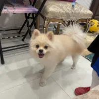 سگ پامر سفید شیری|سگ|اصفهان, خانه اصفهان|دیوار