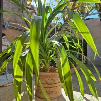 گل پاندانوس