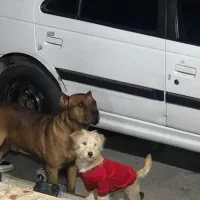 سگ نر پا کوتاه|سگ|ساری, |دیوار