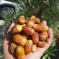 خرما و محصولات طبیعی مستقیم از تولید کننده