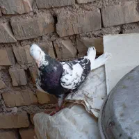 پرنده دم سفیدسویسه