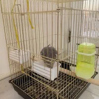 عروس هلندی نر سرحال و باهوش کاملا سالم