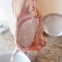 ذبح گاو گوسفند بصورت شرعی و بهداشت|خدمات پذیرایی، مراسم|اردبیل, |دیوار