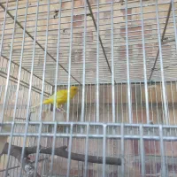 قناری نر|پرنده|رامهرمز, |دیوار