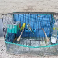 مرغ عشق|پرنده|اردبیل, |دیوار