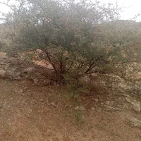 زمین بردگپی