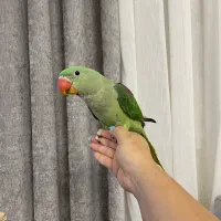 شاه طوطی ۴ماهه