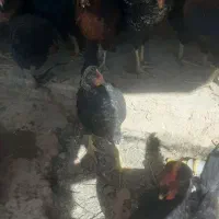 جوجه خروس|حیوانات مزرعه|ارسنجان, |دیوار