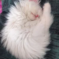 ۳تابچه گربه پرشین و هیمالین