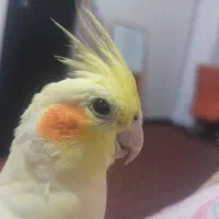 عروس هلندی گم شده|پرنده|گرمسار, |دیوار