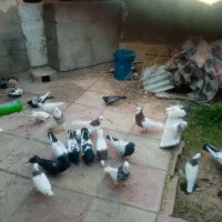 کبوتر|پرنده|کاشمر, |دیوار