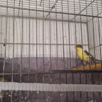 قناری قورولتی نر|پرنده|اردبیل, |دیوار