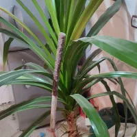 گل اپارتمانی