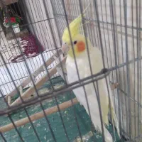 عروس هلندی فوری