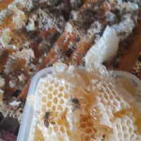 عسل کنار صددرصد خالص بشرط آزمایش|خوردنی و آشامیدنی|جناح, |دیوار