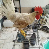 حراج خروس
