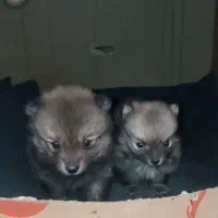 توله پامر اصل|سگ|صحنه, |دیوار