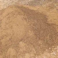کودگوسفند