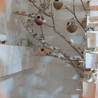 انواع رنگ ونژاد فنچ زبرا اروپایی