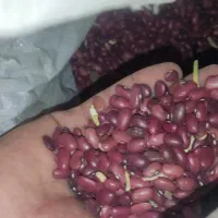لوبیا قرمز