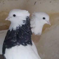 کفتر طوقی