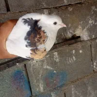 کفتر عالی عشق بازا می‌ دونن این چیه|پرنده|رودشت (چهارمحال و بختیاری), |دیوار