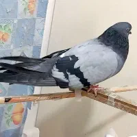 فروش یک جفت کبوتر|پرنده|تهران, سردارجنگل|دیوار