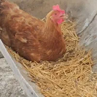 فروش مرغ 10 ماهه گلپایگان نژاد اصیل ،
