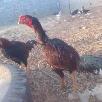 سرگرمی نسل کشی از نژاد لاری