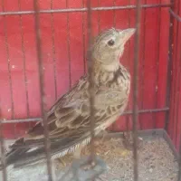 سهره خاکی نر قناری|پرنده|اهواز, آریاشهر|دیوار