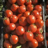 گوجه،گرجه،گوشتی برای رب و مصرف خانگی