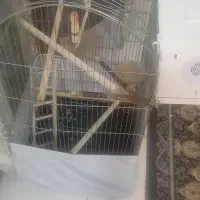 قفس طوطی سانان با لونه پلاستیکی جاوا با تمام لوازم