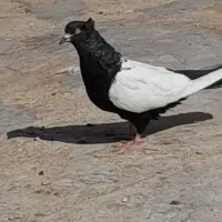 سینه ایی ماده درجه یک|پرنده|بندر ماهشهر, |دیوار