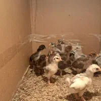 دستگاه جوجه کشی ققنوس|لوازم جانبی حیوانات|شیراز, میرزاکوچک خان|دیوار