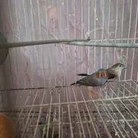 فنج|پرنده|چابهار, |دیوار