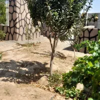 باغ-پسته-ومیوه-برزش-اباد