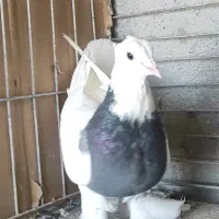 نر طوقی سبز