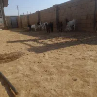 کهره نر و ماده