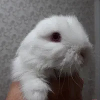 خرگوش نژاد دار|موش و خرگوش|قرچک, میرزائی شمالی|دیوار