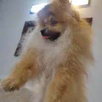 سگ پامرانین خرسی|سگ|قائمشهر, |دیوار