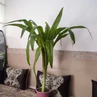 گل سوسن|گل و گیاه طبیعی|یزد, |دیوار