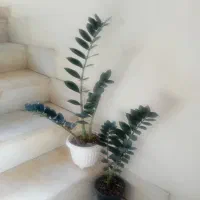 زاموفیلیا بلک