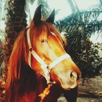 اسب مادیان