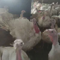 بوقلمون بیوتی پروار