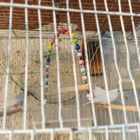فنچ|پرنده|سرپل ذهاب, |دیوار