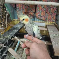 عروس هلندی گلباقالی|پرنده|شاهدشهر, |دیوار