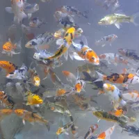 ماهی کوی نژاد دار و غذای کوی|ماهی|کرج, برغان|دیوار