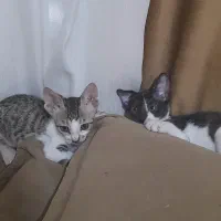 واگذاری رایگان دو بچه گربه محلی سه ماهه
