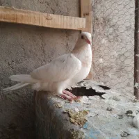 جفت سرور|پرنده|تربت جام, جامرود|دیوار