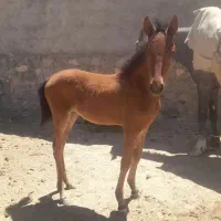 کره مادیان خدیورقه